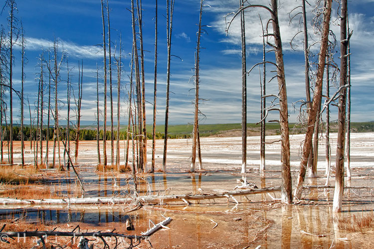 2010_09_27_Yellowstone-10299_HDREdit750.jpg - This stand of dead trees was in a shallow depression filled with run-off water from the hot springs at the Fountain Paint Pots area.  Just off the parking lot these dead trees stand as silent testament to how the earth shifts.  Not so long ago they were thriving now they are nearly petrified by the high mineral content as well as having been killed by the high temperature of the water.