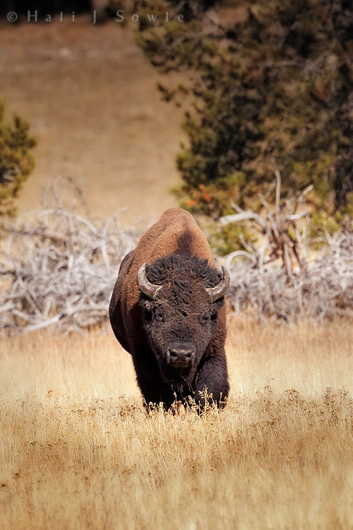 2010_09_27_Yellowstone-10515-Edit750.jpg - This Bison was walking slowly towards us near the Nez Perce Creek, but thanks to a long lens it wasn't that close.  Park rules say to stay at least 25 yards away from Bison, we were closer to 100 yards away and backing up all the time.
