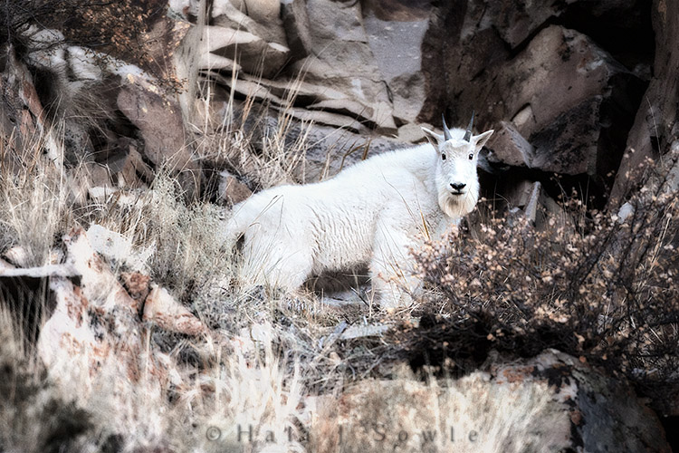 2010_09_27_Yellowstone-10731-1-Edit750.jpg - We saw this family of mountain goats up on the hillside at the Golden Gate area of the Grand Loop Road.  It was a bit exhilarating doing these images, behind us just passed the guard rail was a pretty steep drop and the road was quite narrow with cars never paying attention to the speed limit as they came around the sharp turn.  Even more challenging was the wind that was not only strong and persistent, but gusty.  It was a challenge to keep the cameras steady (and don't forget that steep drop behind us).  These critters were also a goodly bit away and UP it was one of the few times I was glad I'm short, I didn't have to extend my center column just to keep from cricking my neck too badly instead of shortening the legs of the tripod.  This is a bit artsy, the scene was very busy and kind of blah so I thought I'd try a creative look to the image.