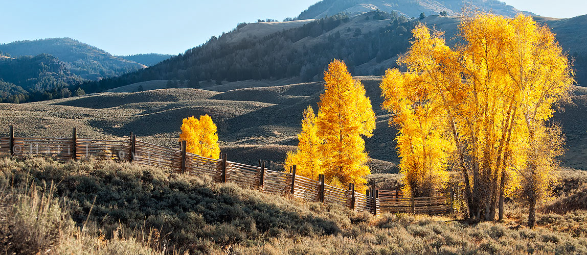 2010_09_28_Yellowstone-10023-Edit750.jpg - Cottonwoods along a fence-line at the Yellowstone Institute Center in the Lamar Valley.  We came by this same stand of trees 4 days later and they had dropped every leaf. Autumn beauty is very fleeting out here.