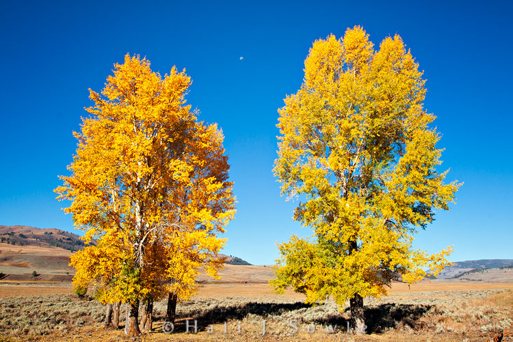 2010_09_28_Yellowstone-10068-Edit750.jpg - Cottonwoods framing the moon in the early morning near the Yellowstone Institute in the Lamar Valley