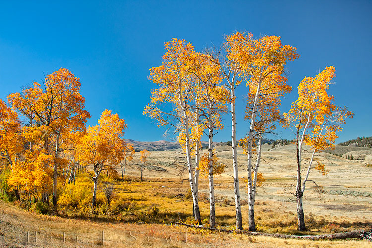 2010_09_28_Yellowstone-10329-Edit750.jpg - A small stand of cottonwoods and Aspens showing off their fall colors. This was off the Grand Loop Road Between Mammoth and Tower Falls.