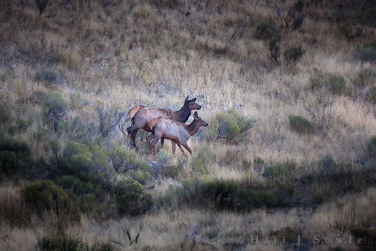 2010_09_29_Yellowstone-10047-Edit750.jpg - This young Elk calf and her mom were moving downhill towards "their" herd at a good pace trying to get away from a young bull elk that may have been trying to cut them out to start his own herd.