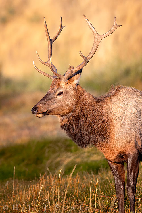 2010_09_29_Yellowstone-10153-Edit750.jpg - A young bull elk in early morning light after being chased away from a much older elk's herd.  Mammoth.