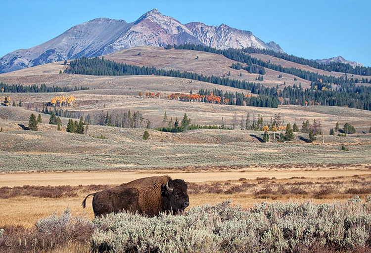 2010_09_29_Yellowstone-10219-Edit750.jpg - Bison along the Grand Loop road.