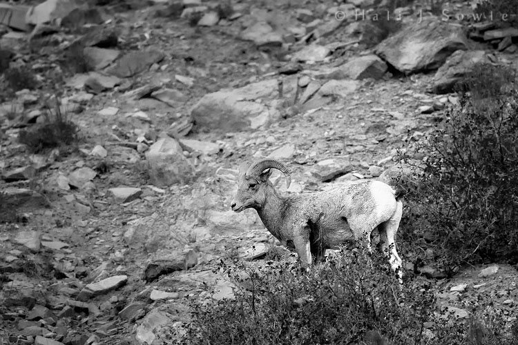 2010_09_29_Yellowstone-10585-BW_Edit750.jpg - It was almost twilight as we drove down the road into Gardiner, MT and espied these Big Horn Sheep on the cliffs above the Gardiner River.  This was a high ISO shot because of the lack of light, but one of the few we have of a male big horn.