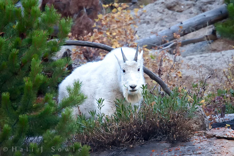 2010_09_29_Yellowstone-10585-Edit750.jpg - Another adult mountain goat high on the cliffs by Golden Gate on the Loop Road.