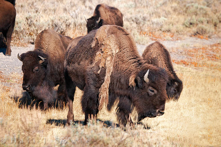 2010_09_30_Yellowstone-10070-Edit750.jpg - In the winter Bison's coats grow out until they are covered with a dense mat of hair that protects them from the snow and the bitter cold.  Usually they have shed these as the spring and summer progress.  This one guy still had the remnants of his winter coat in September.  Maybe an early start on this years protection?