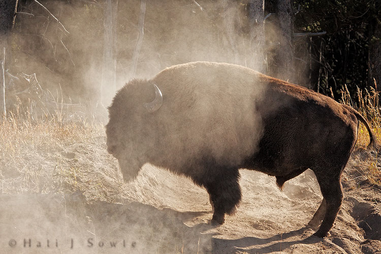 2010_09_30_Yellowstone-10364-Edit750.jpg - This Bull was two months out of season with his mating display, he showed up at the far end of the parking lot near Sedge Bay and started pawing the ground and rolling in the dirt kicking up huge clouds of dust.  There was a herd of bison across the parking lot and down by a creek, when he headed that way we thought we'd see a fight with the dominant male but he never challenged him.
