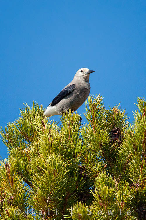2010_09_30_Yellowstone-10645-Edit750.jpg - A Clark's Nutcracker on a fir tree at Dunraven Pass.