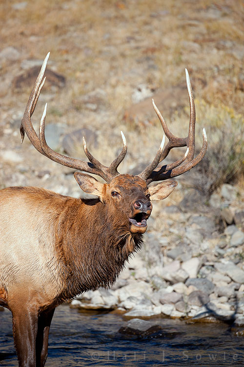 2010_09_30_Yellowstone-10666-Edit750.jpg - Large Bull Elk in the Gardiner River outside of Gardiner, MT