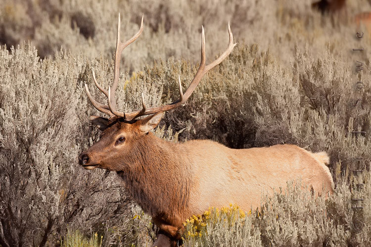 2010_09_30_Yellowstone-10787-Edit750.jpg - This young bull Elk tried to stealthily work his way through a much older bull's herd down by the Gardiner River near Gardiner, MT, the big guy chased him off with not much effort.