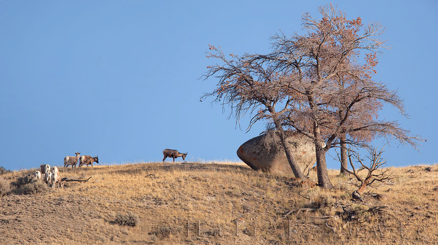 2010_09_30_Yellowstone-11048-Edit750.jpg - It certainly looked like the landing site for some spaceship and when this momma big horn sheep took the rest of the herd up there it looked like they were getting ready to board.