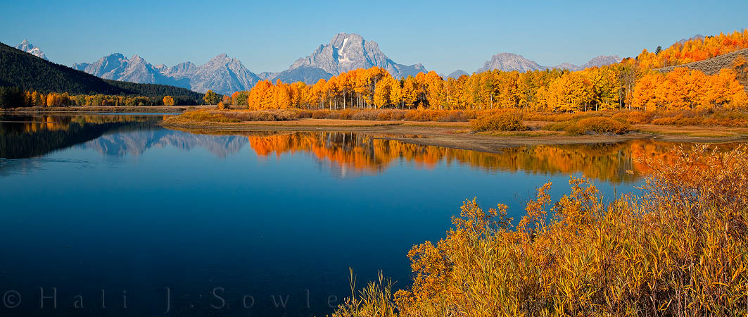 2010_10_01_Yellowstone-10057_60Pano_edit750.jpg - Oxbow Bend is perhaps one of the most photographed spots in the Tetons, due to the often perfect reflection of Mount Moran in its quiet water.  Formed when the Snake River cut a new, more southern channel 1000's of years ago, the water is often still and peaceful and is home to Sandhill cranes, trumpeter swans great blue herons and is a migratory stop for white pelicans.