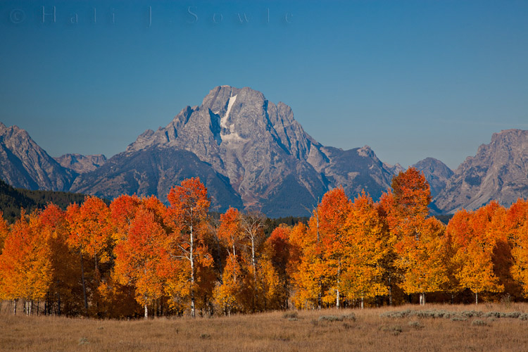 2010_10_01_Yellowstone-10077-Edit750.jpg - Aspens below the Teton range. Near Oxbow bend, Grand Tetons National Park.