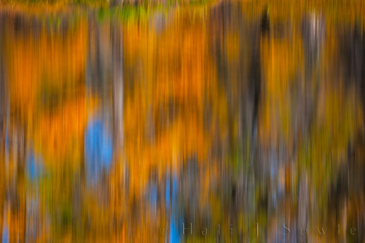 2010_10_01_Yellowstone-10085-Edit750.jpg - Reflections of the aspens in the mostly quiet waters of oxbow bend.