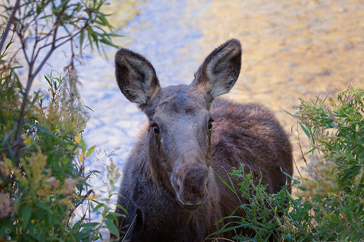 2010_10_01_Yellowstone-10150-Edit750.jpg - Near the banks of the river this inquisitive young calf looked up at all the photographers trying to get a picture of her.
