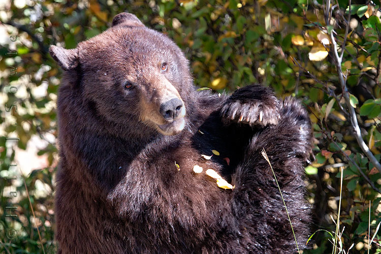 2010_10_01_Yellowstone-10432-Edit750.jpg - We saw this light brown black bear eating berries on Moose-Wilson Road in Grand Teton NP.  The bear jam was unbelievable with cars just stopping in the middle of the road and the drivers getting out to take a picture, not caring that they were too close to the bear, blocking traffic and the photographers who hiked in from legitimate parking spots with all their gear.