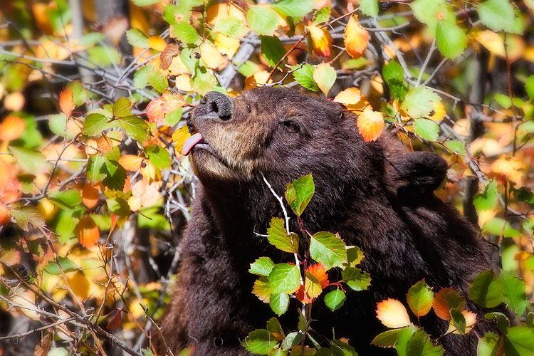 2010_10_01_Yellowstone-10563-Edit750.jpg - Yum!  Berries!!  This is the same Black bear from the previous photo.