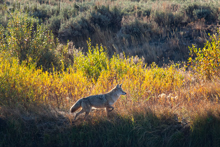 2010_10_03_Yellowstone-10038-Edit750.jpg - We saw this coyote working on the remains of a female elk that the wolves had taken down the night before, this one was just getting ready to charge a pack of three other coyotes that were looking to get some.  His dominance didn't last long, the alpha female wolf came back to the kill shortly after and made short work of it.