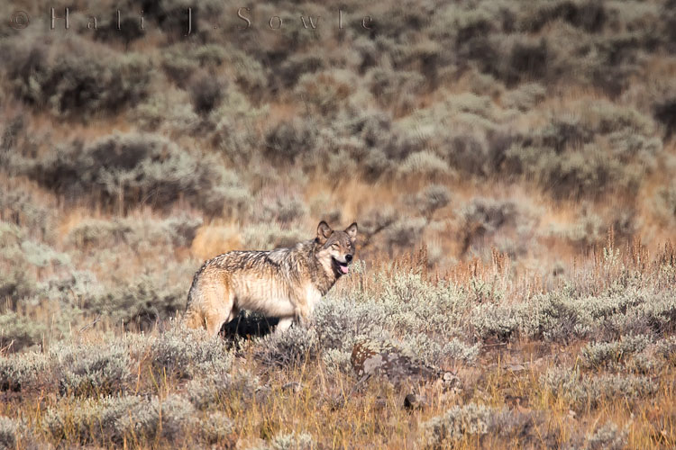 2010_10_03_Yellowstone-10114_2_Edit750.jpg - We saw the remains of an elk in the riverbed in the Lamar Valley very early one morning and walked down a ways to wait to see what would happen as the sun rose.  We were at least 175 yards from the kill (guidelines are you need to be 100 yards from a wolf, bear or coyote) and we watched as coyotes worked the kill.  As it got lighter I turned to look behind us and saw this female wolf walking warily above the road behind us (by this time there were plenty of other photographers and wolf watchers thronging the side of the road).  She was able to cross the road and come down to feed on the kill.  Shortly after we were shooed back to our car by one of the "wolf guys" because other photographers kept trying to get too close.