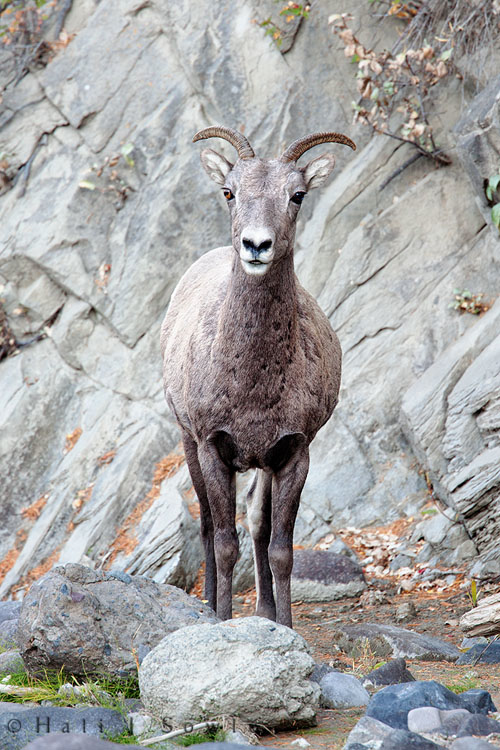 2010_10_03_Yellowstone-10617-Edit750.jpg - Female big horn sheep trying to get across the road to get back to her herd.  She was stymied by all the photographers that were lining the road and kept calling out and looking across to the other cliffs where the rest of the herd had gone to.
