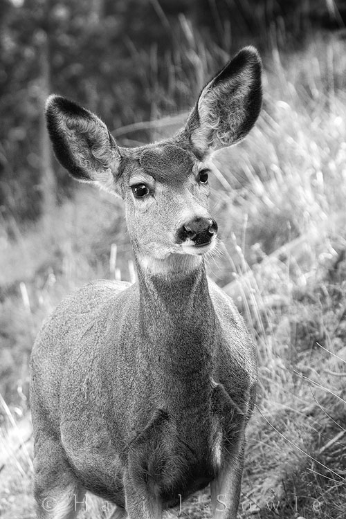 2010_10_04_Yellowstone-10194-BW_Edit750.jpg - These Mule deer have the biggest ears I've ever seen. They are like huge antennas and swivel this way and that to take everything in.  This young doe was quite skittish and was followed by 3 youngsters up in the woods.