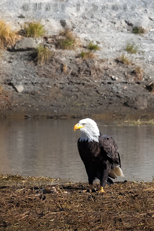 2010_10_04_Yellowstone-10293-Crop_Edit750.jpg - This bald eagle chased another off a trout and stood there for a while contemplating what to do with it.