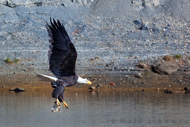 2010_10_04_Yellowstone-10342-Edit750.jpg - Having successfully driven off another bald eagle the winner took it's trout and flew off to a tree to enjoy breakfast in peace.