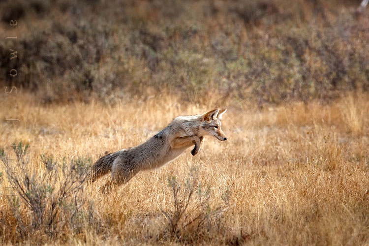 2010_10_04_Yellowstone-10411-Edit750.jpg - We waited and waited and waited to get a good coyote pouncing shot and out of all the days we were there I only got a few, but this is the best of them.