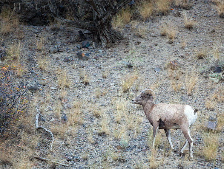 2010_10_05_Yellowstone-10025-Edit750.jpg - As we left Gardiner, MT for the last time we saw this ram near the bed of the river,  it didn't stay around long, nimbly scrambling up into the cliffs.