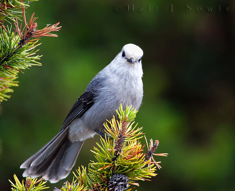 2010_10_05_Yellowstone-10278-Edit750.jpg - We had heard there were gray jays in Yellowstone and hoped they were as friendly as they were up in the White Mountains of New Hampshire.  It was fun to see them just the same, flittering to our open hands and sitting on close branches watching us.