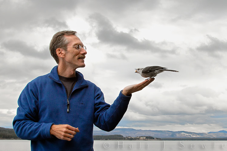 2010_10_05_Yellowstone-10458-Edit750.jpg - I know you don't feed the animals, but this gray jay just begged for a berry!