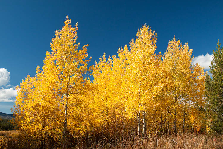 2010_10_05_Yellowstone-10663-Edit750.jpg - We didn't find many stands of Aspen that still had significant color, but we did find a few along riverbeds.  It seemed to me that aspens and cottonwoods lost their color and leaves much quicker than the maples and oaks of the eastern seaboard.  In the 4 days between the first visit to Oxbow bend and the second the trees had lost most of their leaves except for isolated spots like this.