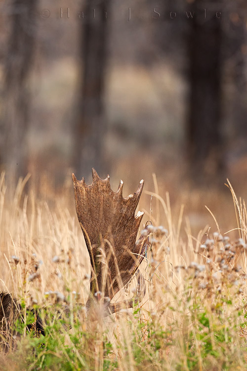 2010_10_06_Yellowstone-10280-Edit750.jpg - We stood with close to 50 photographers waiting for this bull moose to stand up in the late afternoon light.