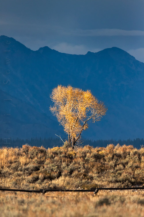 2010_10_06_Yellowstone-10282-Edit750.jpg - This lone cottonwood was almost glowing in the late afternoon light as the sun was setting behind the Tetons.
