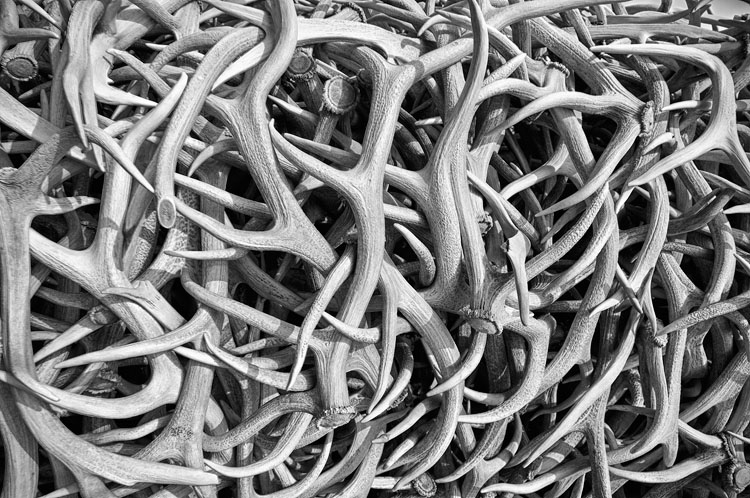 2010_10_07_Yellowstone-10174_HDR_Edit750.jpg - A close up of the antlers from one of the Antler Arches around the park in Jackson, WY.
