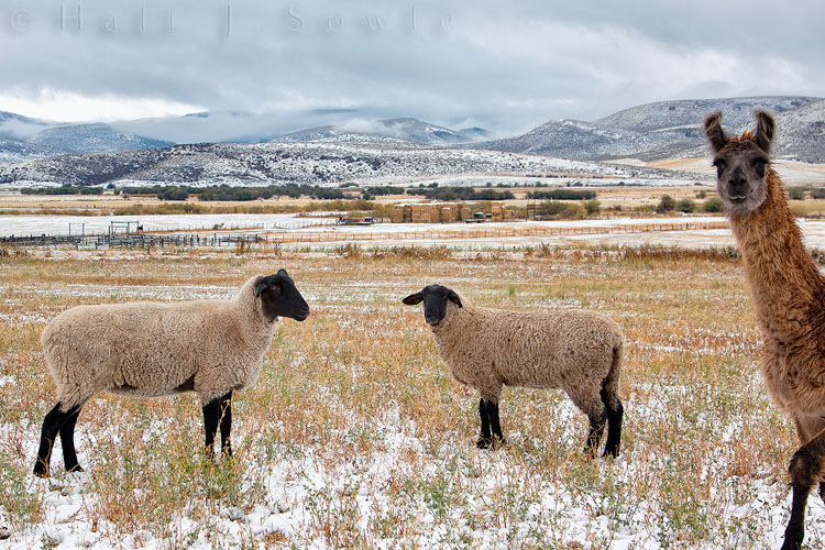 2010_10_08_Yellowstone-10045-Edit750.jpg - We passed quite a few ranches on our way back to Salt Lake City but at this one we  saw these Suffok sheep out grazing.  They were quite curious when I came up to the fence.  It was very funny when the Llama in the field came running up to check us out as well.