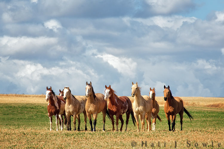 2010_10_08_Yellowstone-10092-Edit750.jpg - These gorgeous horses came galloping up to us from far out in the field when we stopped on our way back to Salt Lake City.
