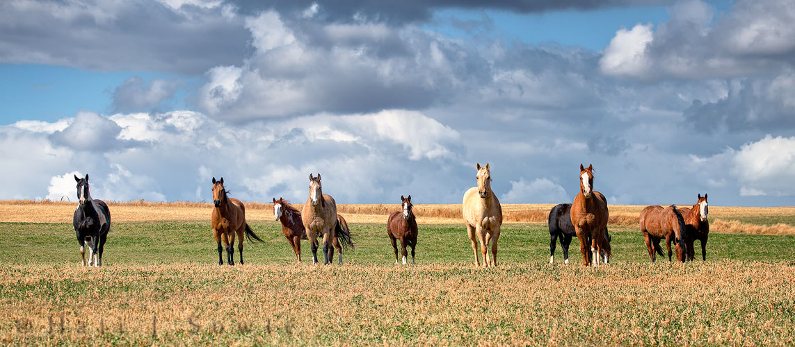 2010_10_09_Yellowstone-10236-37Pano-Edit750.jpg - These gorgeous horses came galloping up to us from far out in the field when we stopped on our way back to Salt Lake City.
