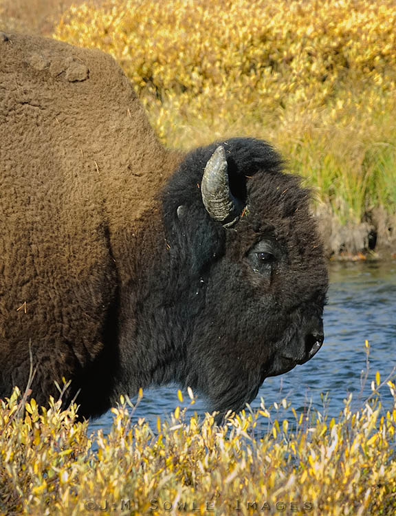 _JMS0151.jpg - An older Bison roaming about near the Grand Loop Road (somewhere around Dome Mountain).  The old guy had a nasty gash in his side that we guess came from another bull.