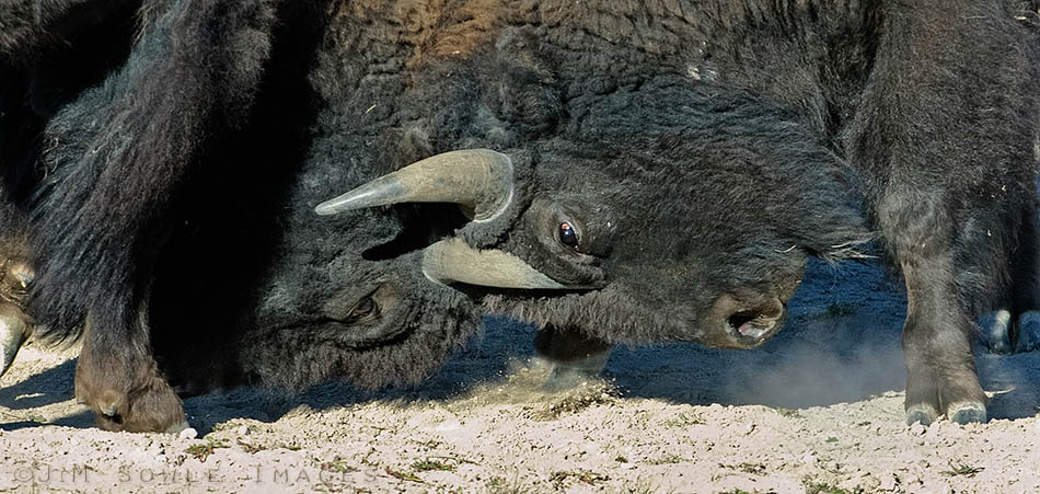 _JMS0668.jpg - You can take out an eye that way!  Two Bison sparring in the Hayden Valley.  A full grown bull weighs about a ton, so don't get too close!