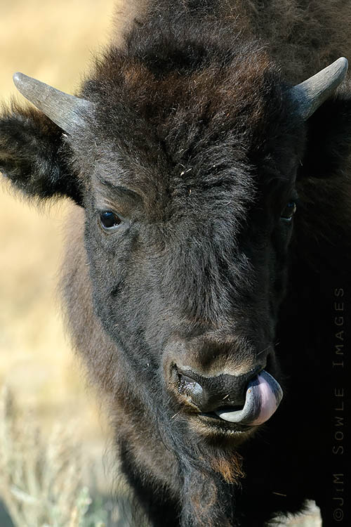 _JMS1480.jpg - This young Bison is demonstrating a remarkable ability that is common to all Bison. They have the ability to not only lick their noses, but they can also lick the inside of their nostrils.  They demonstrate this ability fairly often.