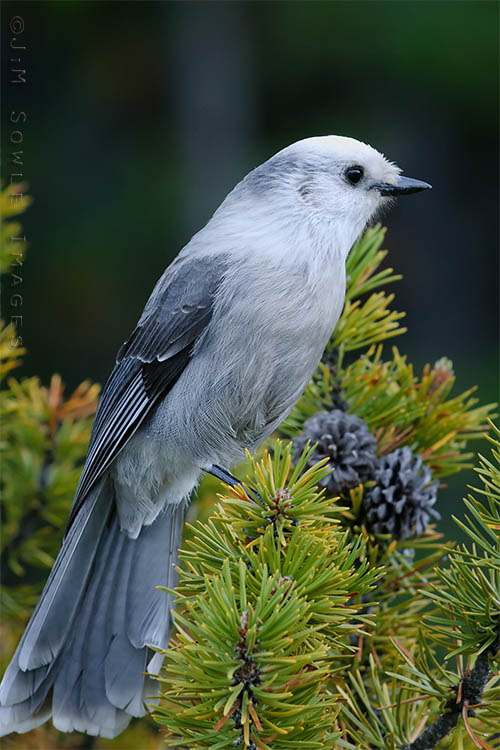_JMS1568_B.jpg - A Grey Jay on a grey day. This friendly little one was somewhere near West Thumb.