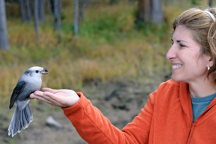 _JMS1608_A.jpg - Somewhere between Fishing Bridge and West Thumb is a little side road that runs along the West shore of Yellowstone Lake.  As it turns out, the Grey Jays there are just as friendly as those in the Northeast.