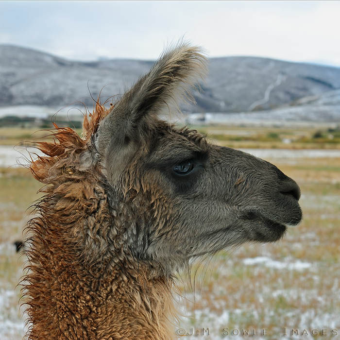 _JMS2067_A.jpg - A lonely Llama longing for lunch lacks luck.  The little black face peeking out behind him is a Suffolk Sheep.  Somewhere near the WY/UT border.  The snow was recent.
