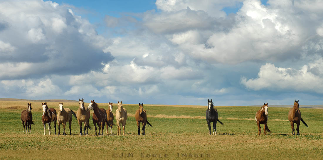 _JMS2074_C.jpg - We were driving back to Salt Lake City when we passed this ranch with a bunch of horses.  We pulled over to take some shots, and the horses performed this perfect line-up for us.  We think they suspected us of delivering some kind of food. Once they realized that was not the case, the line-up dissolved quickly.