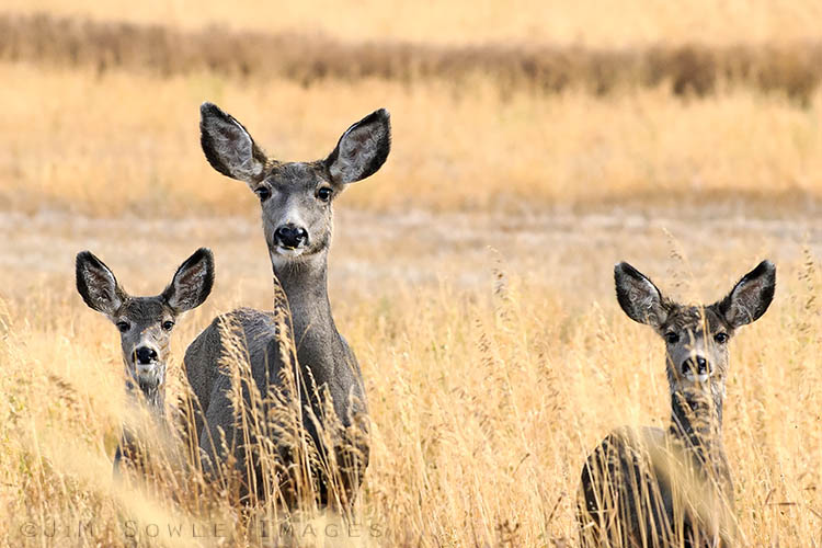 _JMS2123.jpg - These are the deer that were really playing by the home on the range!  All three sets of Mule Deer radar dishes were focused on us!