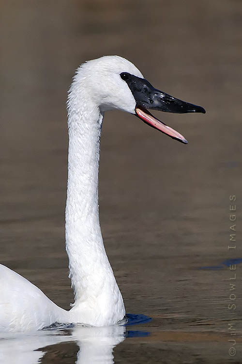 _MIK0031.jpg - Another shot of the lonely Trumpeter Swan on the Madison river (West Yellowstone).