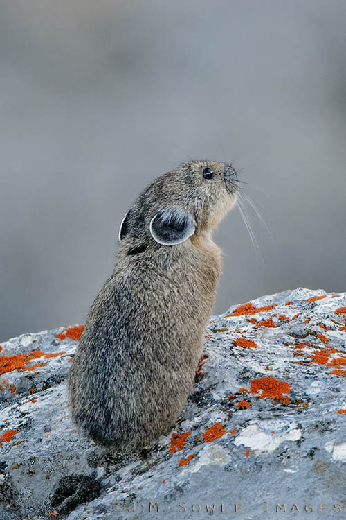 _MIK0865.jpg - While we were shooting the Mountain Goats, we noticed some strident sounds coming from the cliff behind us ("EEEP!"). After just a little searching we found some cute little Pika.  They were facing into the canyon, and apparently proclaiming their territory.  Or maybe calling the kids home for dinner?